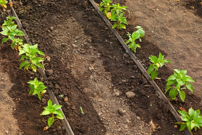 B-hyve Smart Shrub & Flower Bed Drip Kit